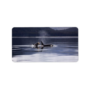 Killer Whales Label