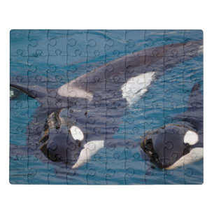 killer whales lying on water jigsaw puzzle