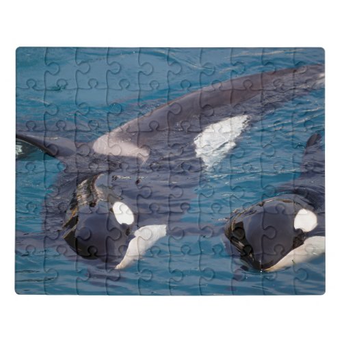 killer whales lying on water jigsaw puzzle
