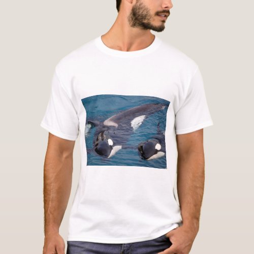 killer whales lying on water T_Shirt