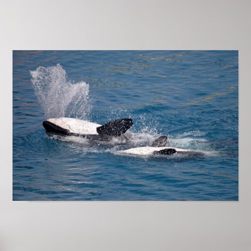 Killer whales on the back poster