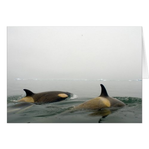 killer whales orcas Orcinus orca pod 2