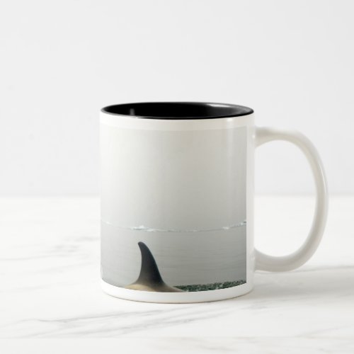 killer whales orcas Orcinus orca pod 2 Two_Tone Coffee Mug