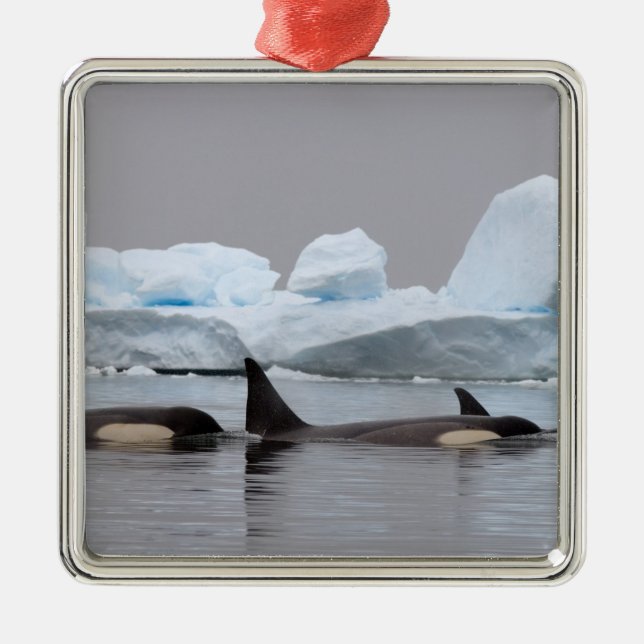 killer whales (orcas), Orcinus orca, pod Metal Ornament (Front)