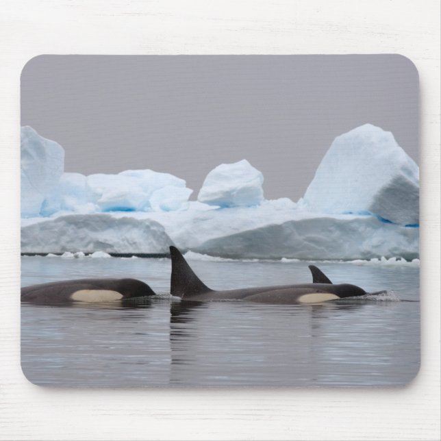 killer whales (orcas), Orcinus orca, pod Mouse Pad (Front)