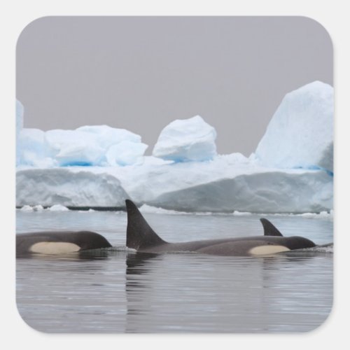 killer whales orcas Orcinus orca pod Square Sticker