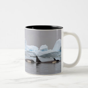 killer whales (orcas), Orcinus orca, pod Two-Tone Coffee Mug