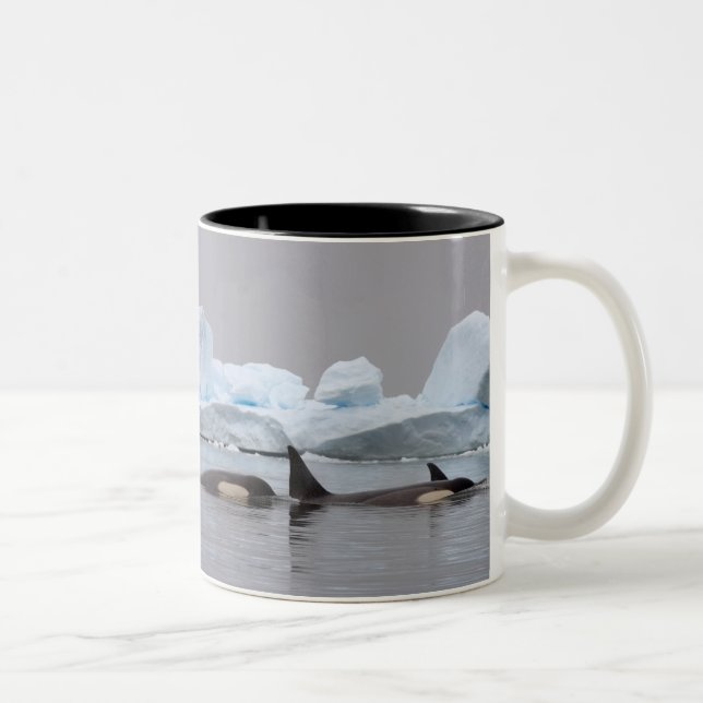 killer whales (orcas), Orcinus orca, pod Two-Tone Coffee Mug (Right)