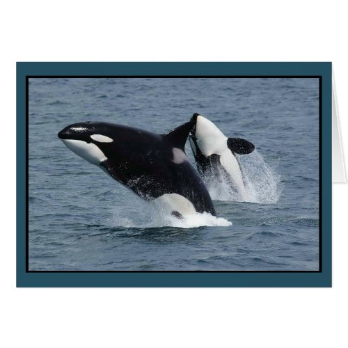 Killer Whales Orcinus orca Breaching