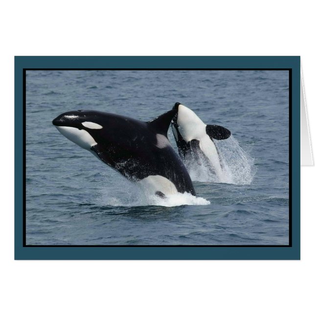 Killer Whales Orcinus orca Breaching Cards (Front Horizontal)