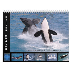 Killer whales (Orcinus orca) for 12 month calendar