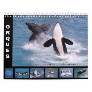 Killer whales (Orcinus orca) for 12 month calendar