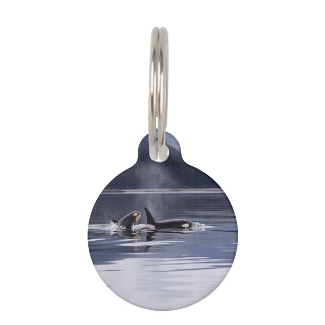Killer Whales Pet Name Tag (Back)
