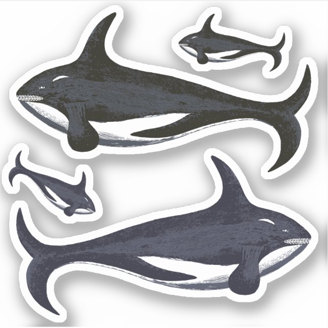Killer Whales Sticker (Front)