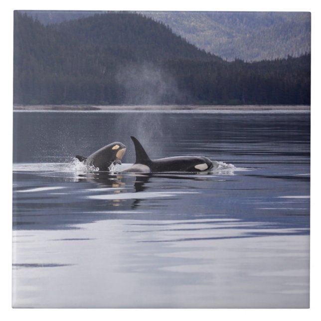 Killer Whales Tile (Front)