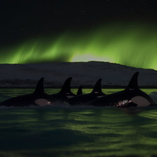 Killer Whales Under the Aurora - Orca Jigsaw Puzzle