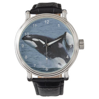 Killer whales watch