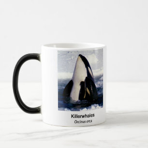 Killerwhale , Orcinus orca Color Morph Mug