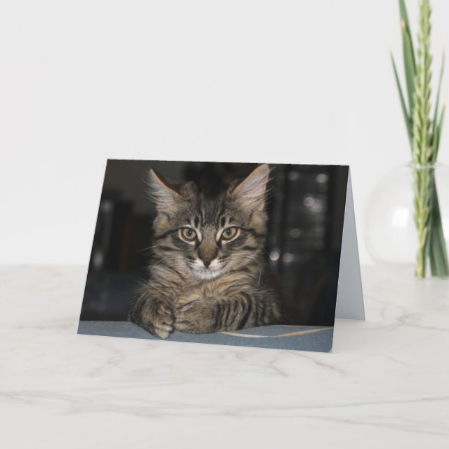 Kimber Cat Don't Burn Yourself Birthday Card (Front)