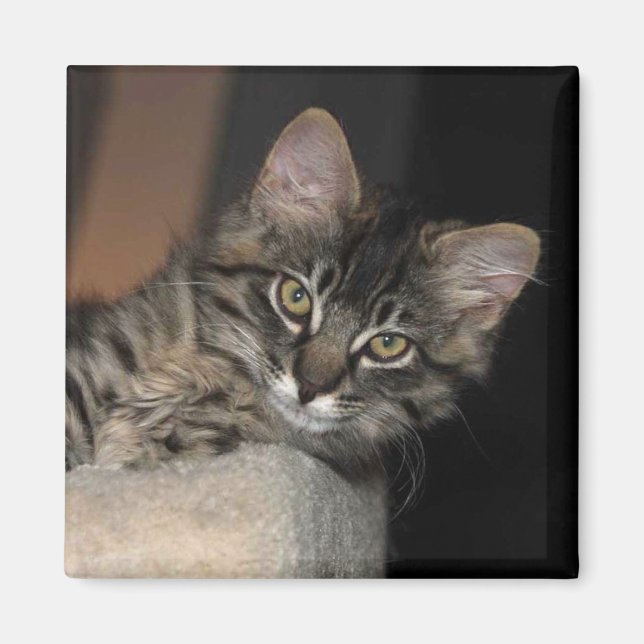 Kimber Chillin' Kitten Magnet (Front)