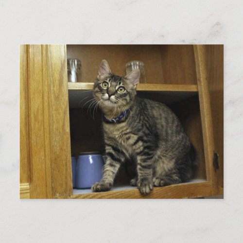 Kimber in Cupboard Postcard