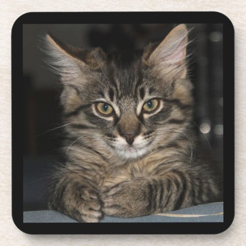 Kimber Kittys Oh Really Coasters