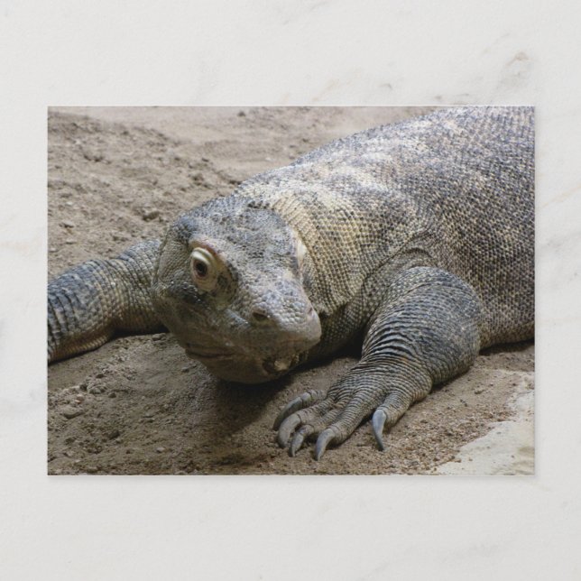 Kimodo Dragon Postcard (Front)