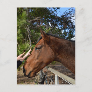 "Kind Touch: Bonding with a Gentle Brown Horse" Postcard
