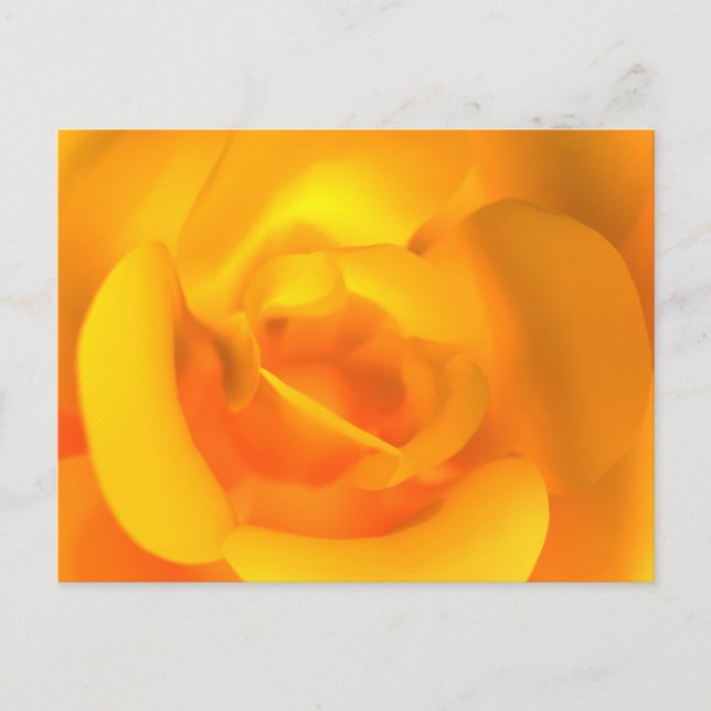 Kindled Rose Postcard (Front)