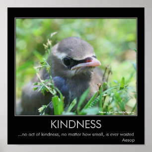 Kindness Baby Bird Inspirational Quote Poster