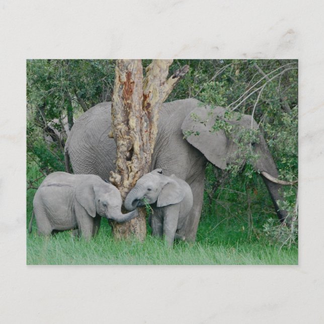 Kindred Spirits (2) Postcard (Front)