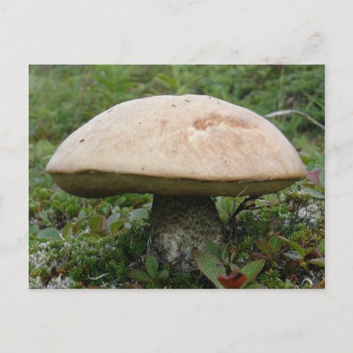King Boletus Mushroom on Unalaska Island Postcard