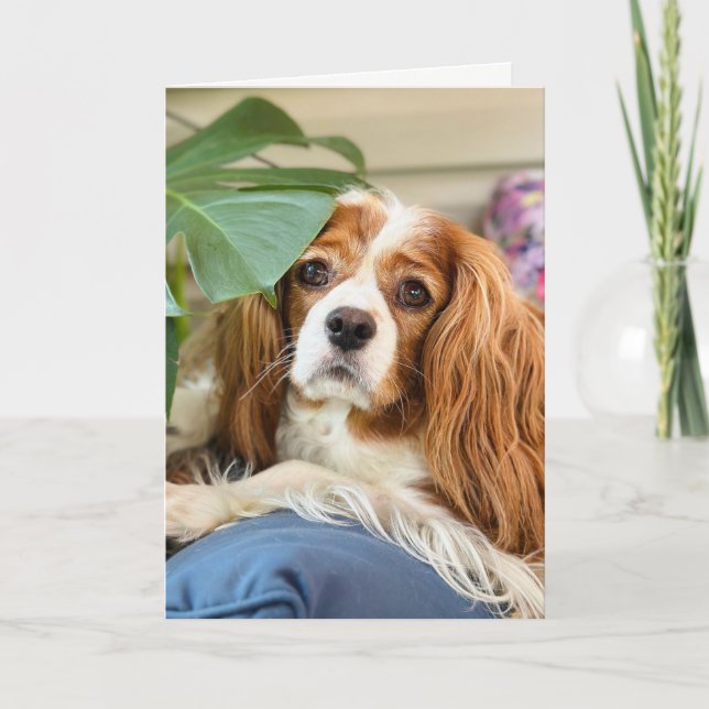 King Charles Cavalier Greeting Card (Front)