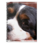 King Charles Cavalier  Notebook