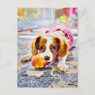 King Charles Cavalier Puppy Postcard
