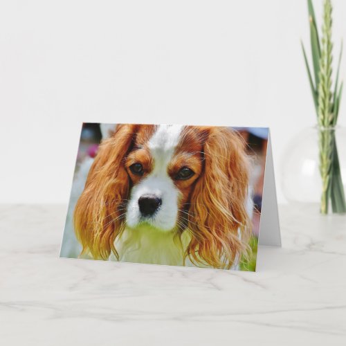 King Charles Cavalier Spaniel Birthday Card