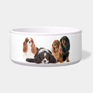 cavalier dog bowls