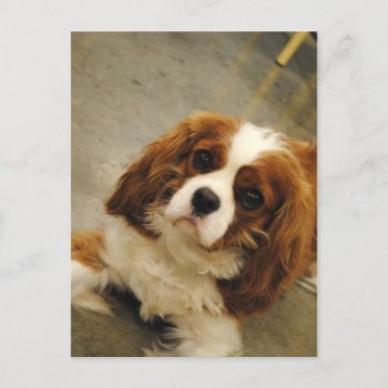 King Charles Cavalier Spaniel Post Card by AllyJCat at Zazzle