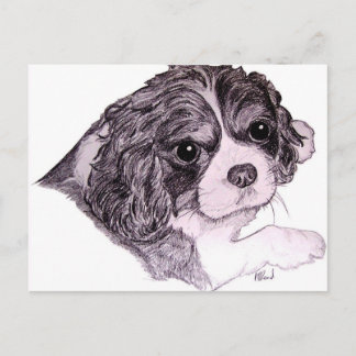 King Charles Cavalier Spaniel Postcard