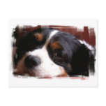 King Charles Cavalier Spaniel Postcard