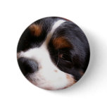 King Charles Cavalier Spaniel Round Button