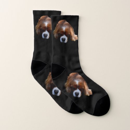 King Charles Cavalier Spaniel Sooky Face Socks