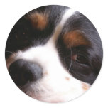 King Charles Cavalier Spaniel Sticker