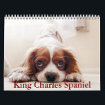 King Charles Spaniel Calendar<br><div class="desc">A Calendar with 12 different pictures of King Charles Spaniel</div>