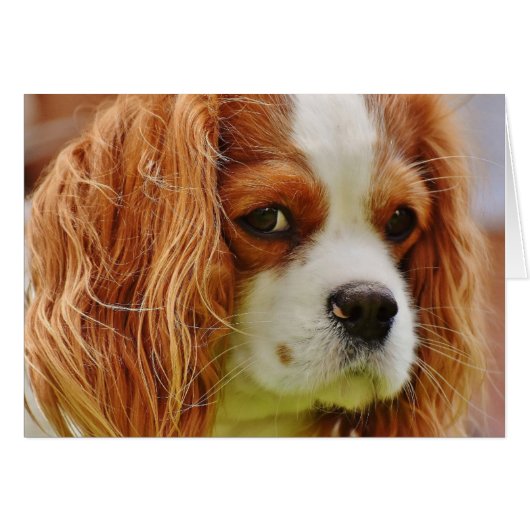 King Charles Spaniel Face Cards (Front Horizontal)