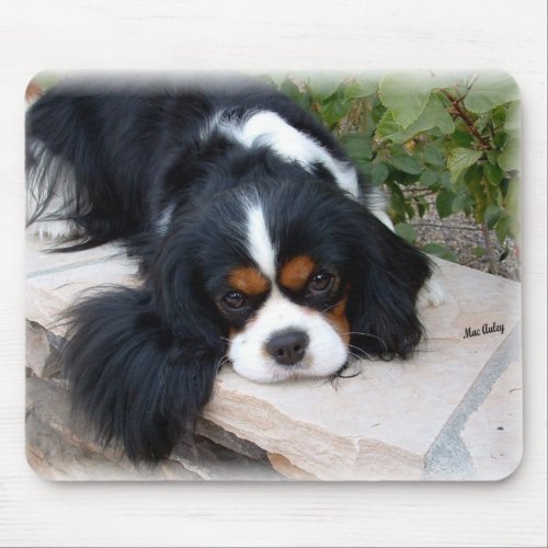 King Charles Spaniel mouse pad