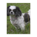 King Charles Spaniel Postcard
