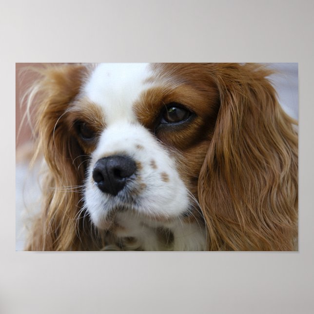 King Charles Spaniel Poster (Front)