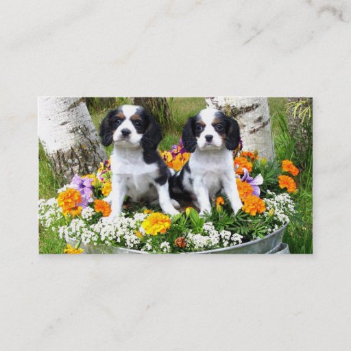 Customizable King Charles Spaniel puppies Business Card Template