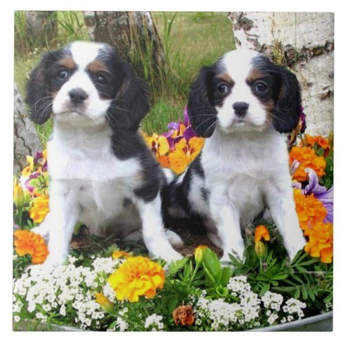 King Charles Spaniel puppies Ceramic Tile